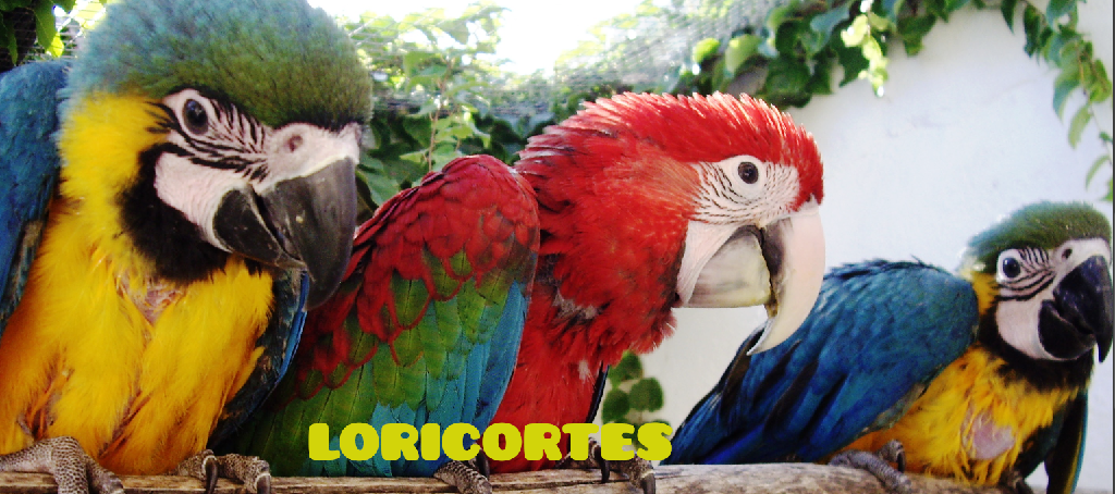 pichoncitos