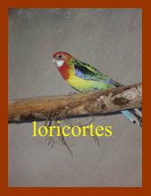 rosella