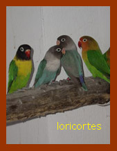 agappornis