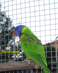 loris