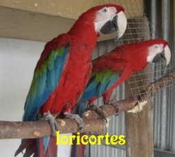 clori