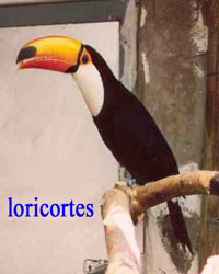 tucanes